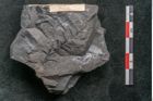 Foto (Detailansicht) von Palissya podocarpoides Ettingshausen (NHMW-GEO-2024-0188-10309)